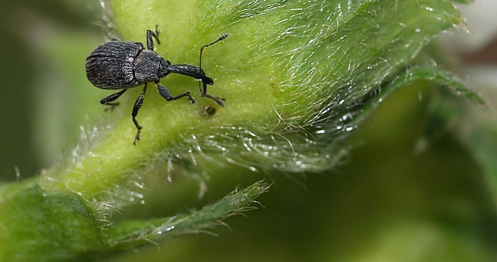 Долгоносик на клубнике: как спасти урожай от вредителя