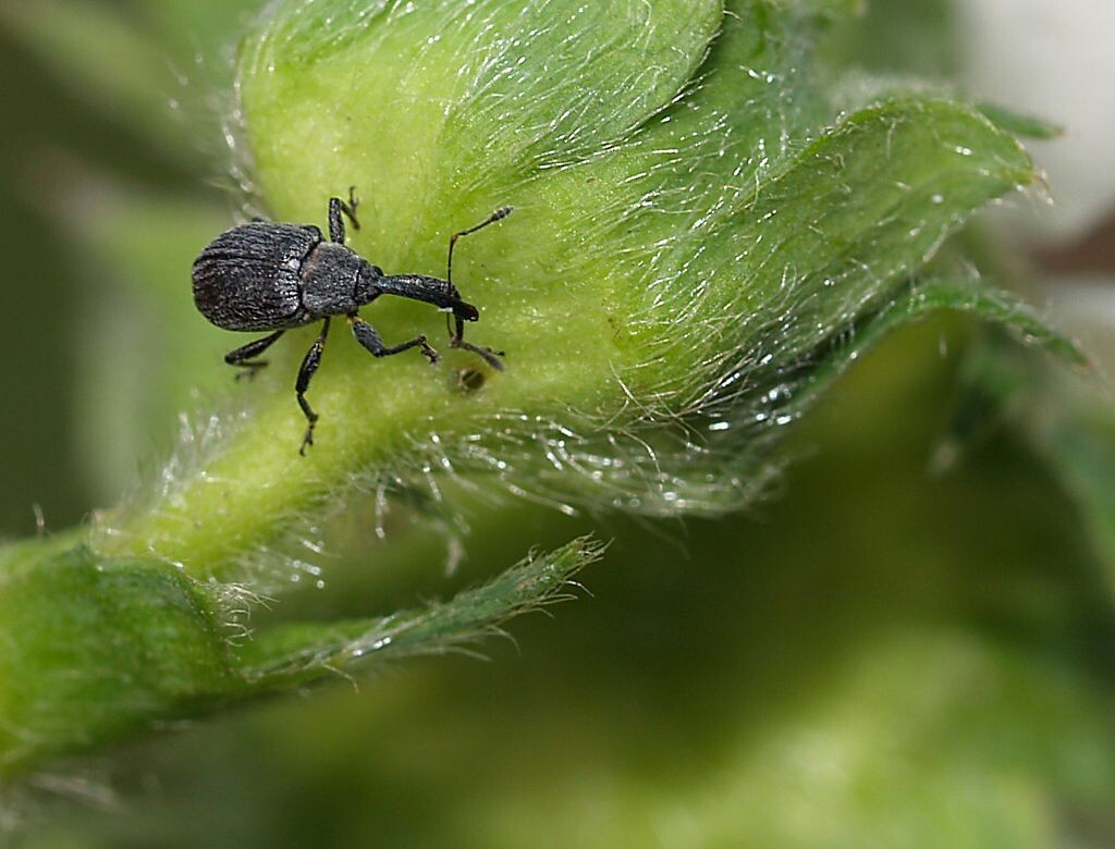 Фото: долгоносик на клубнике