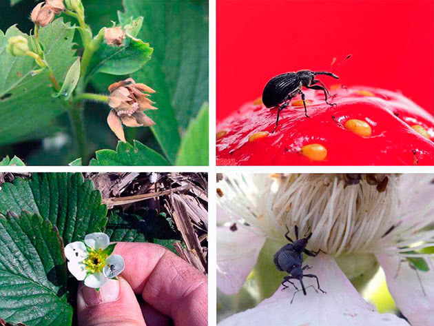 Фото: долгоносик - враг урожая