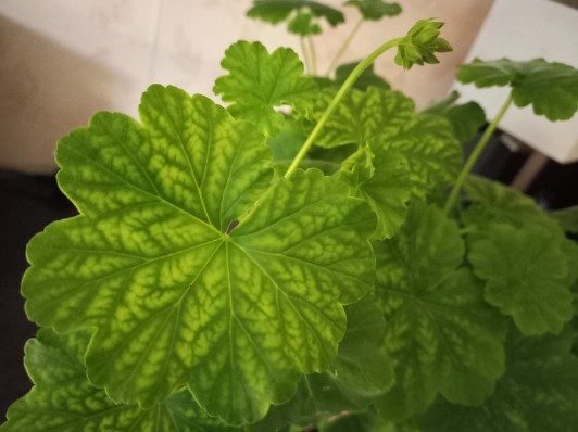  Правда же красивый листик-то? Прям как будто кисть художника поработала. 