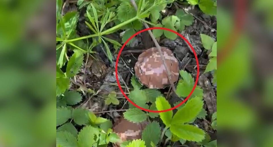    Военно-гражданская администрация Харьковской области / Telegram