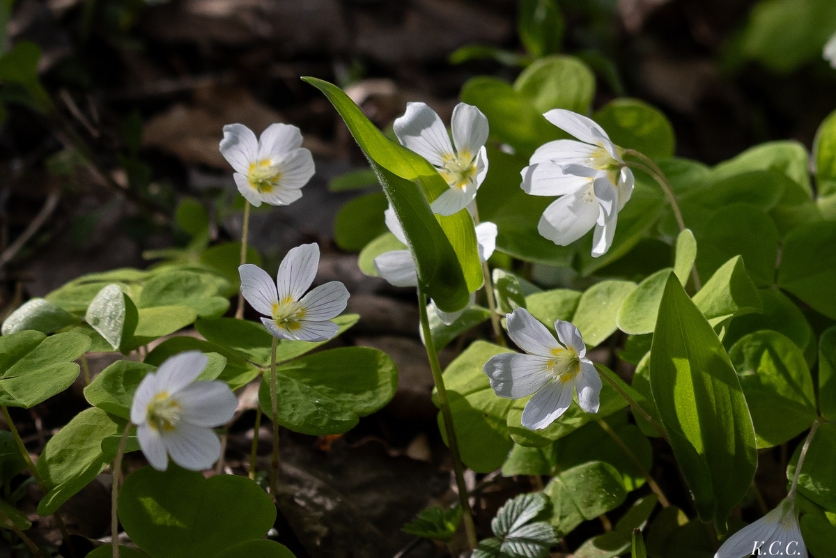Кислица обыкновенная, фото автора