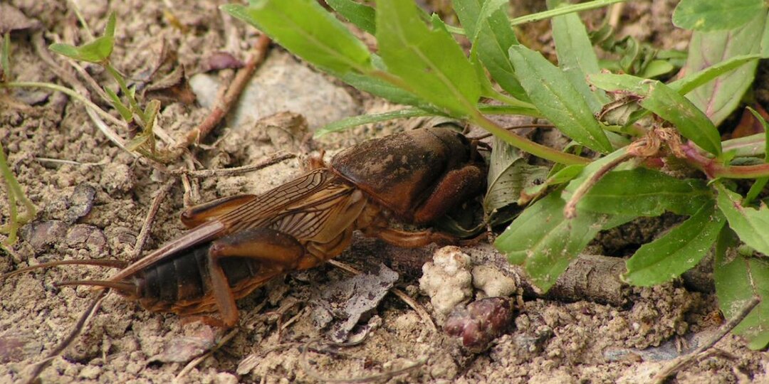 Роет молча, ест всё подряд: как превратить землю в смертельную ловушку для медведки