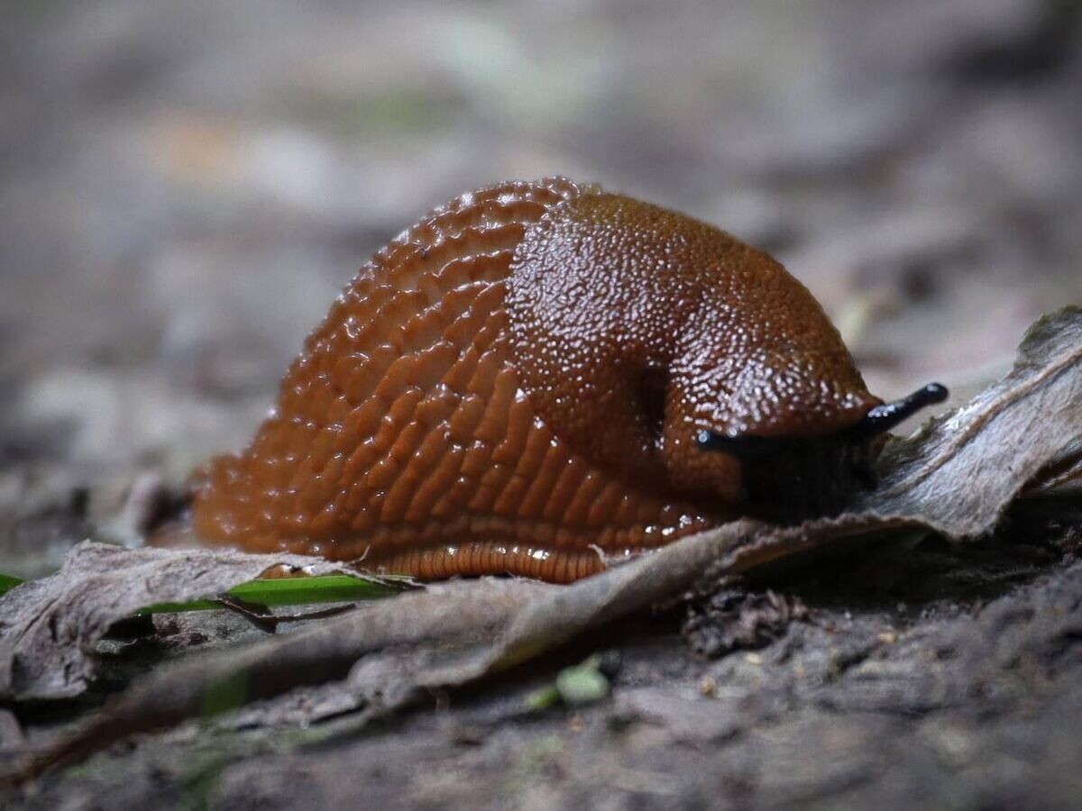    Испанские слизни© Фото : ГПБУ "Мосприрода"/ Вконтакте