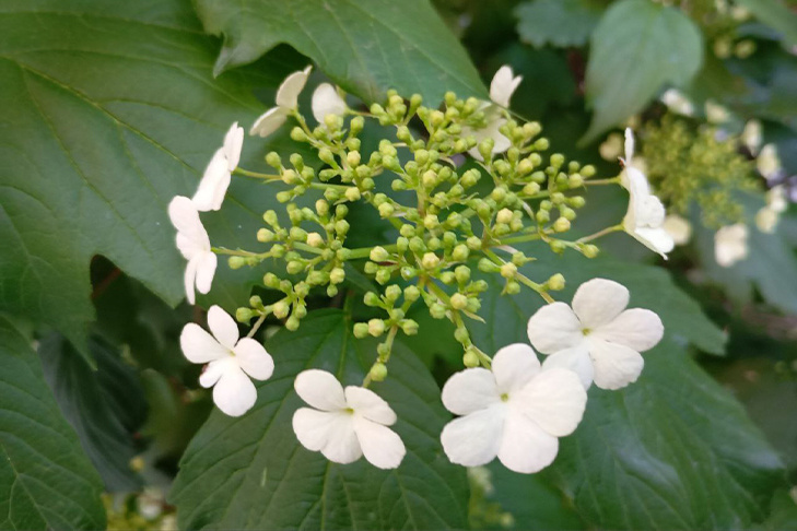 ©В Новосибирске зацвела калина. Фото VN.ru.📷
