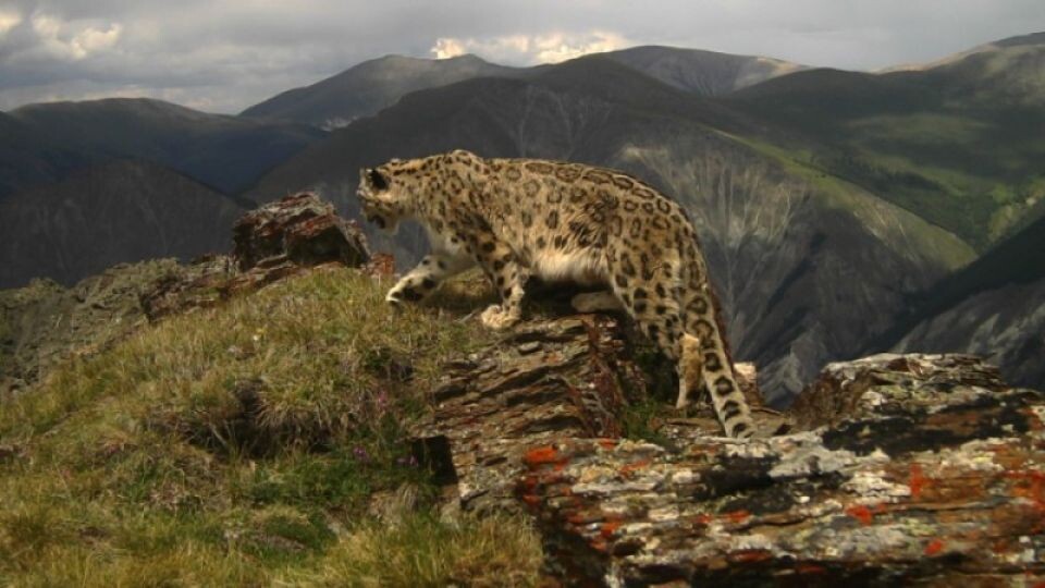    Снежный барс. Источник: sailugem.ru