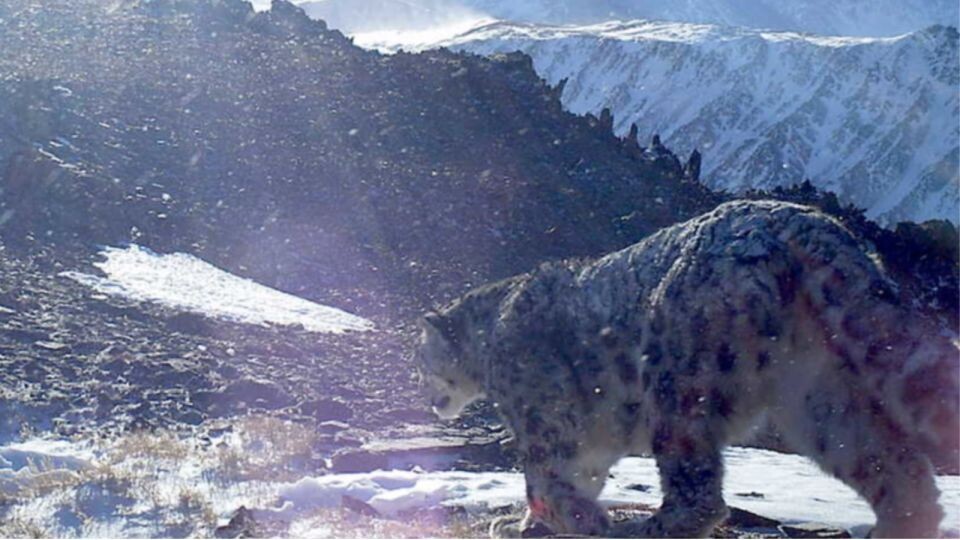    Снежный барс на Алтае. Источник: .gorno-altaisk.info