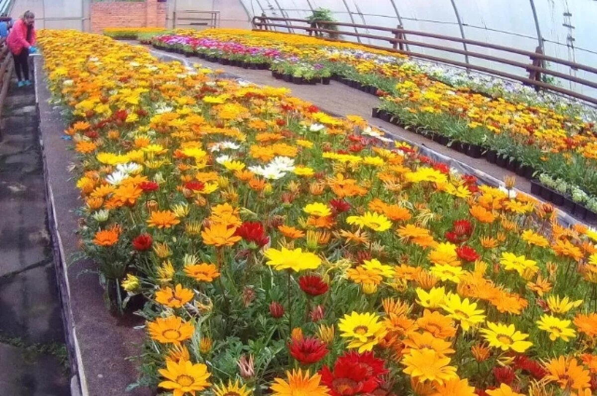    В теплицах Хабаровска ловят насекомых феромонами и цветными приманками