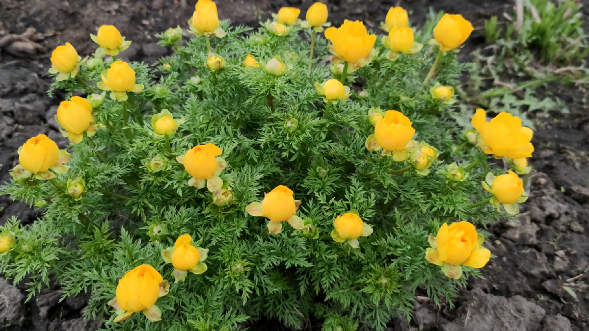 Адонис Весенний