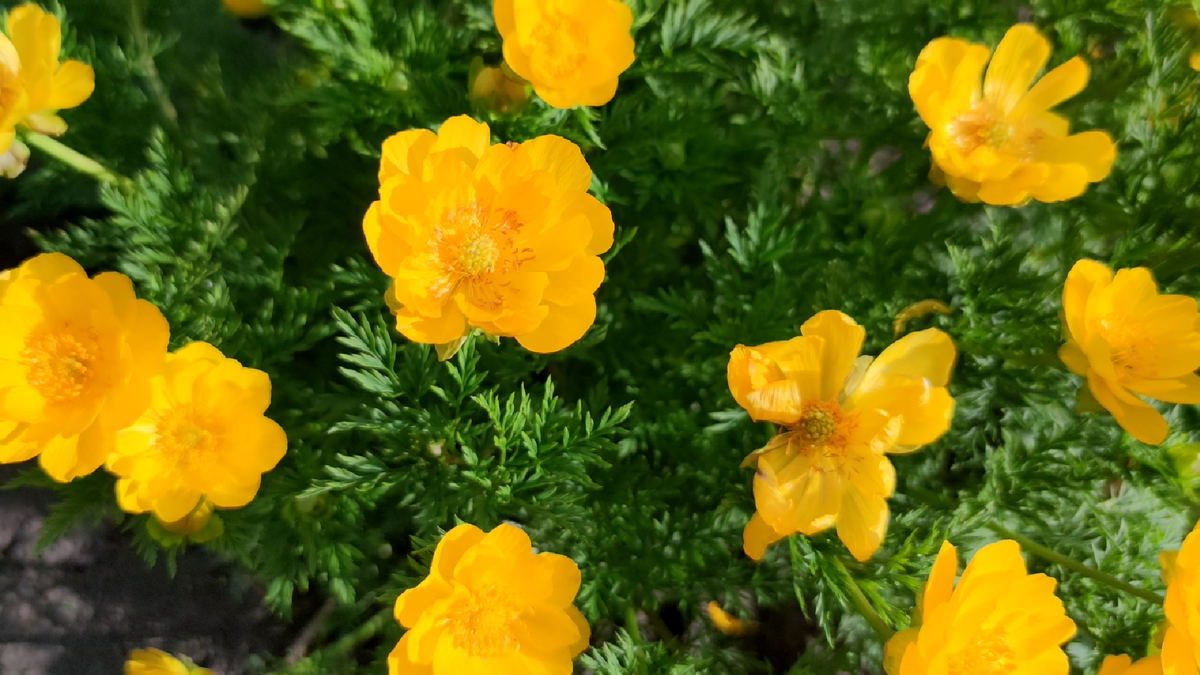 Адонис Весенний