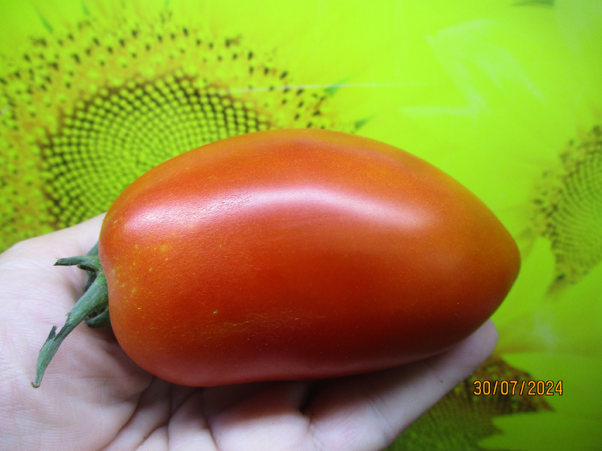 Томат Бычья сила. №1151 в каталоге. Фото 2024 года, томаты открытого грунта.