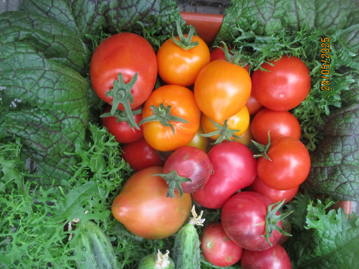 Томат Бычья сила. №1151. Фото 24 мая 2025 года. ( Левый в верхнем углу, красный).