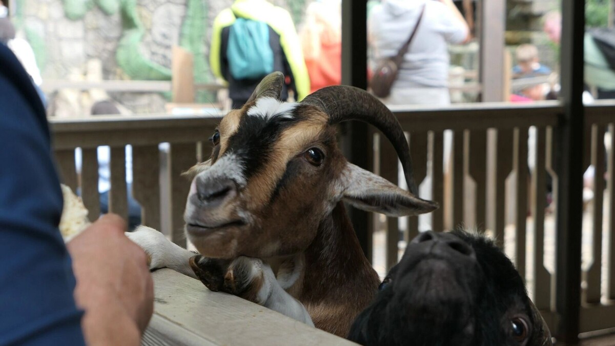     Автор: Эмилия Губарева Источник: atas.info