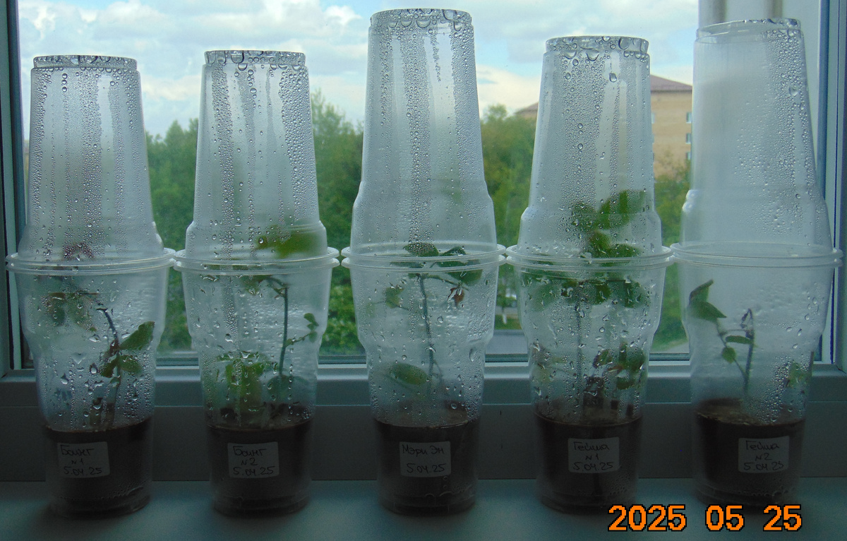 Черенки роз в мини-парниках