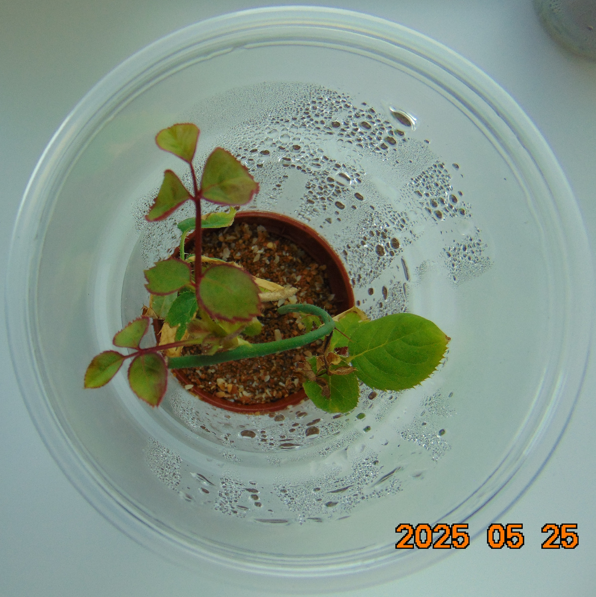 Черенок розы Боинг №1