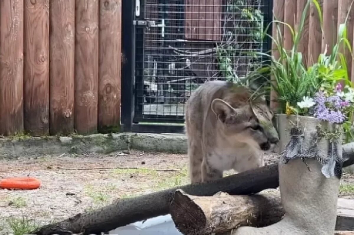    Хищница прибыла из Казани.