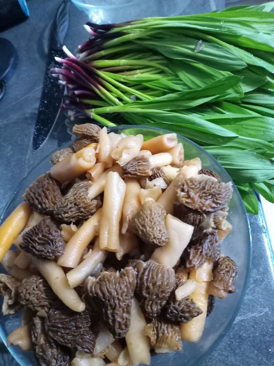    Майские грибы. Источник: vk.com/gribniki22rus