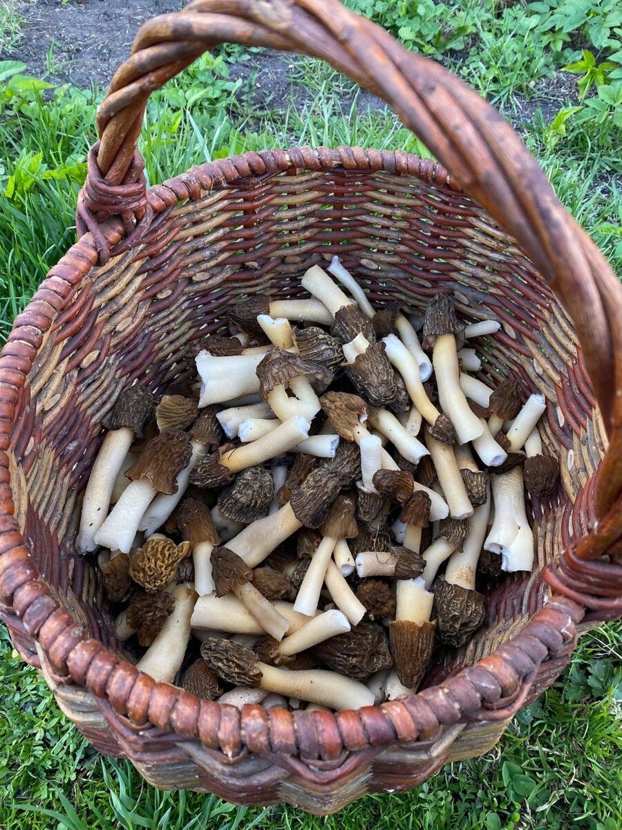    Майские грибы. Источник: vk.com/gribniki22rus