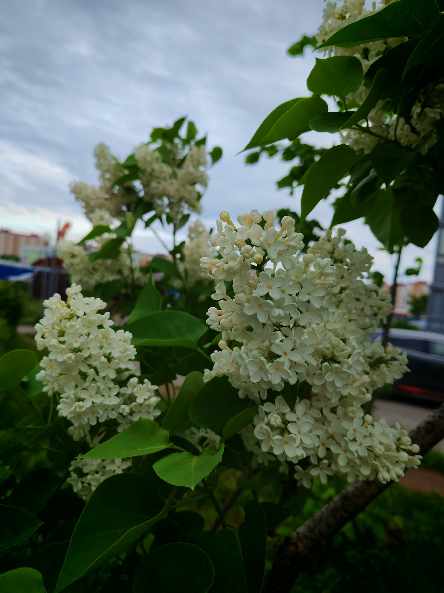 Без сирени не обходится сейчас ни одна моя статья.