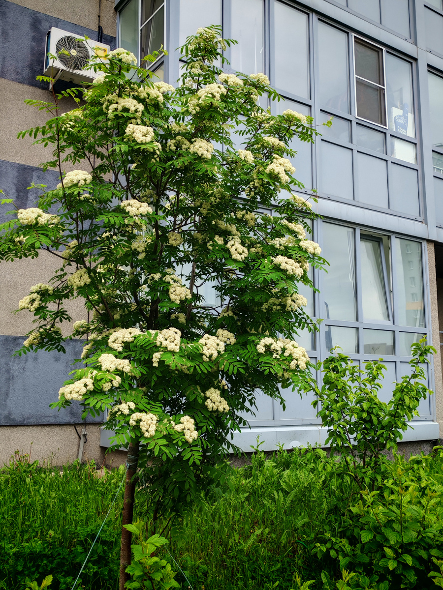 Рябина сейчас может составить конкуренцию сирени.