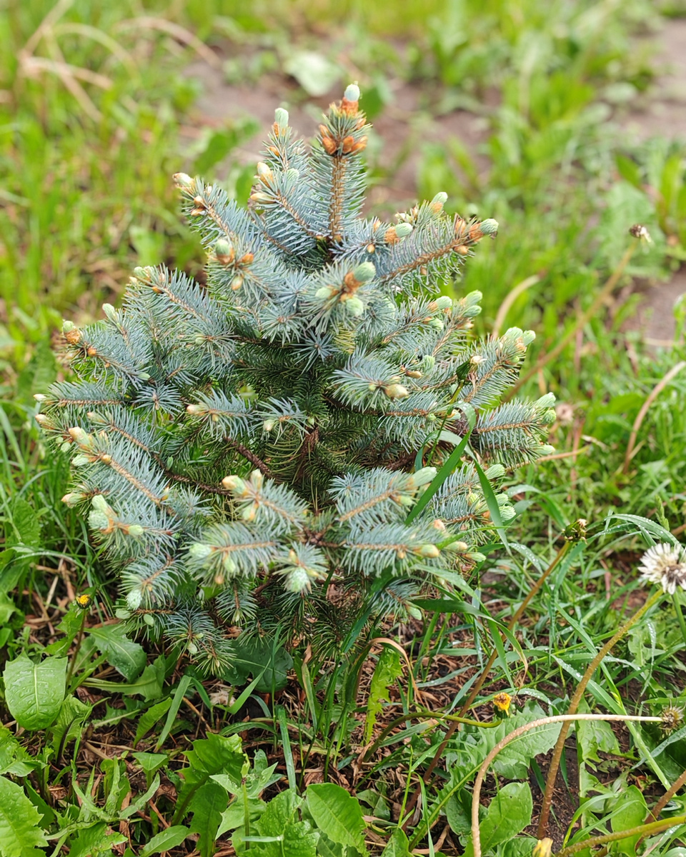 Ёлочка-малышка растопырила свои новые пальчики