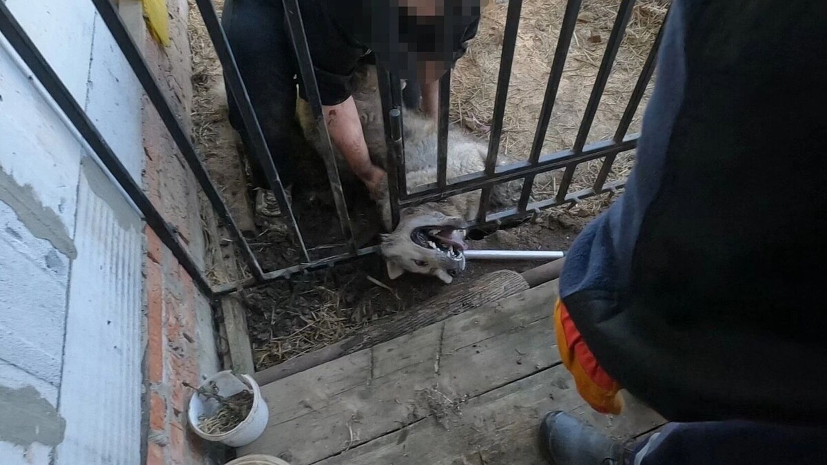     Источник: Поисково-спасательная служба КМО (16+).