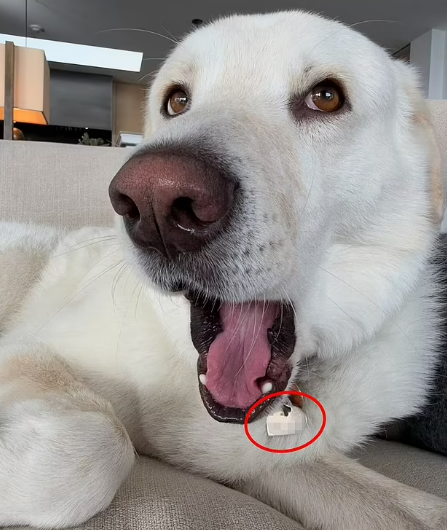    Фото: социальные сети Дженнифер Энистон