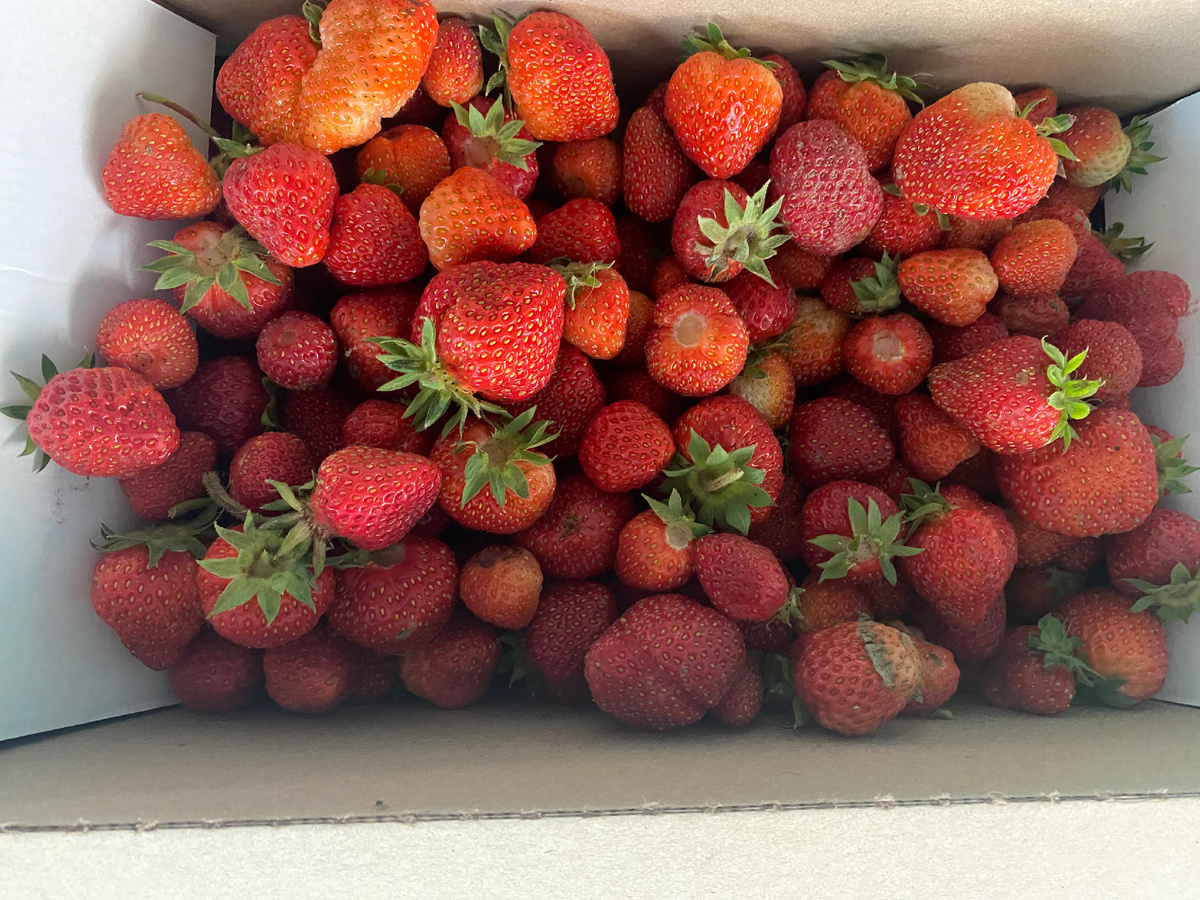 Сезон клубники начался