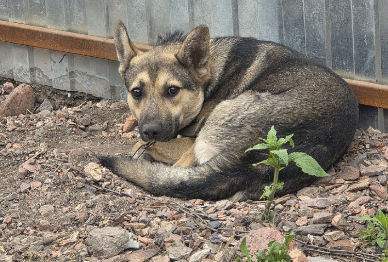 Нас ненавидят за спасение животных