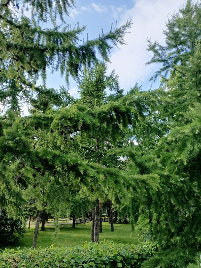 Сквер образца 25.05.2025