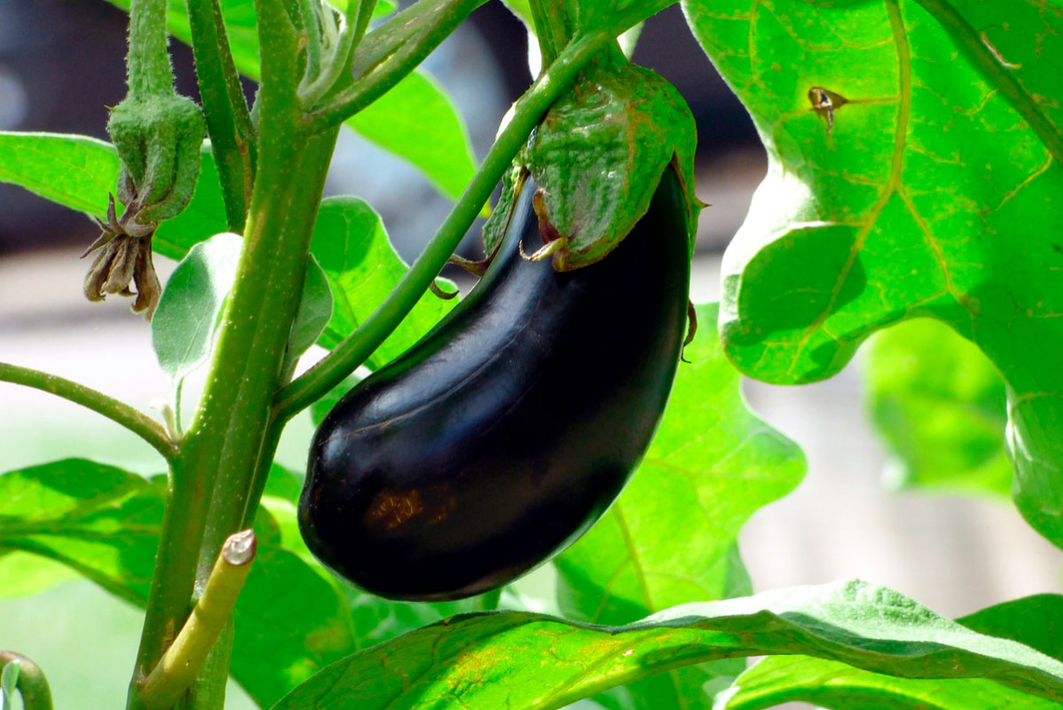    Фото: rycky21 / Pixabay.com