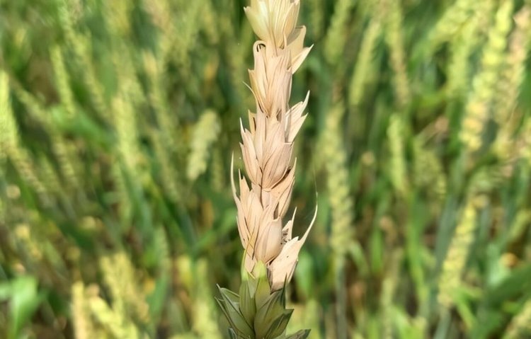    Еще на шаг ближе стали ученые к созданию пшеницы с устойчивостью к фузариозу колоса пшеницы