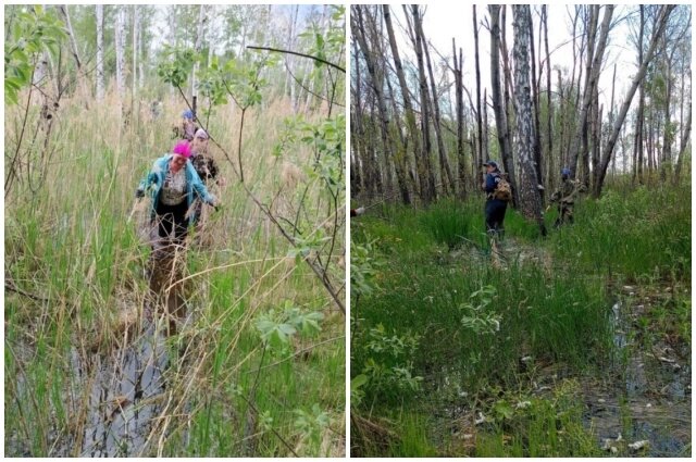    В селе болотистая местность. Заблудившись в лесу, девушка могла утонуть в трясине. Фото: Коллаж АиФ/ Администрация Муромцевского района