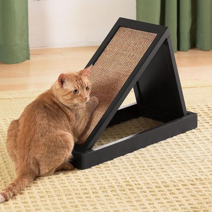 Почему кошка спешит точить когти, как только вы заходите домой?