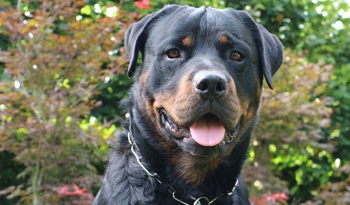    В Китае открылся первый фитнес-центр для собак