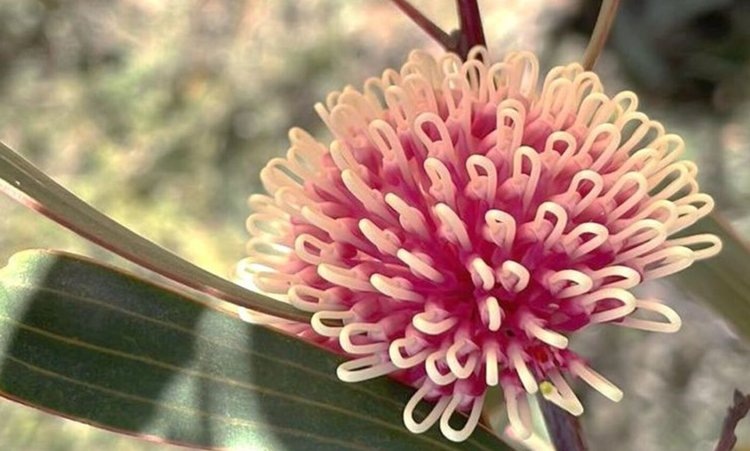    В пучковых корнях австралийского растения кроется секрет к созданию сельхозкультур с самодостаточностью по фосфору