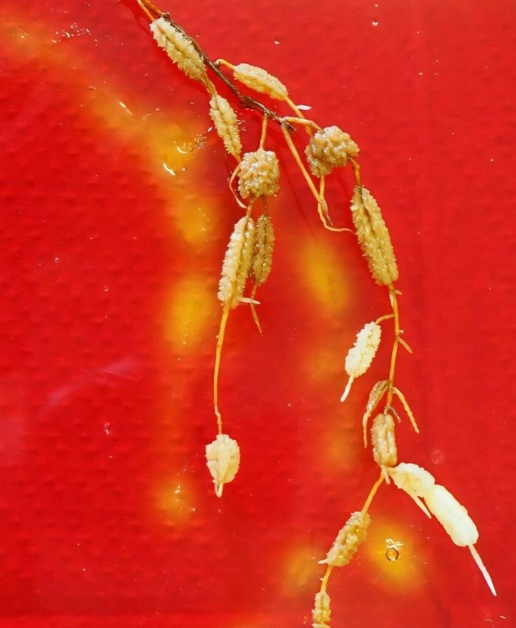     В пучковых корнях австралийского растения кроется секрет к созданию сельхозкультур с самодостаточностью по фосфору
