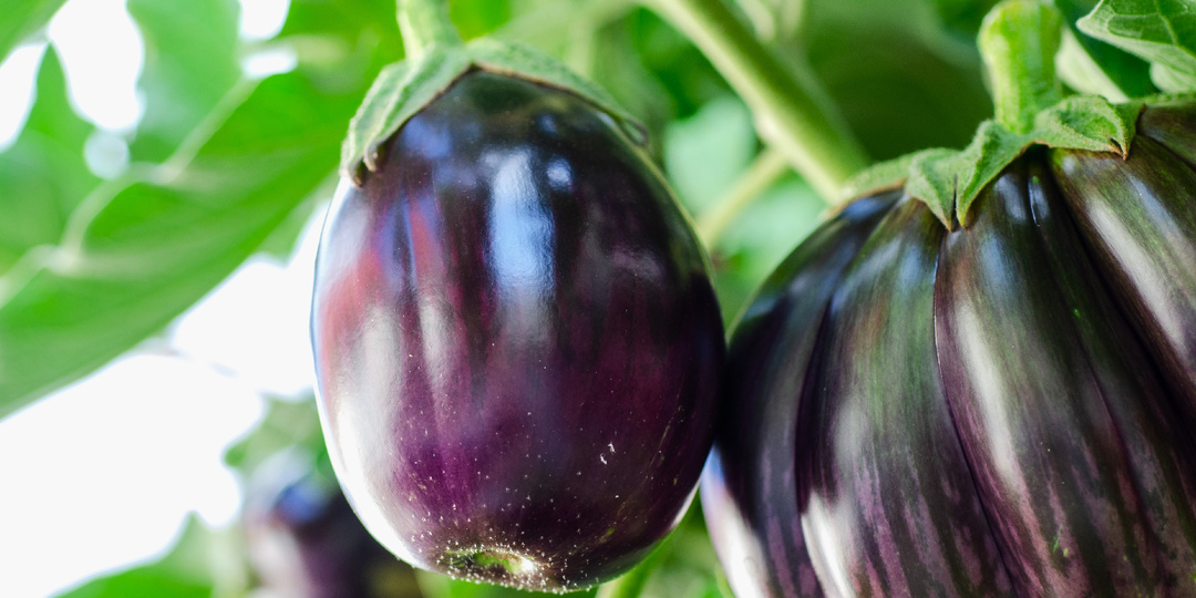 Желтые листья на баклажанах: спасаем урожай за 3 шага