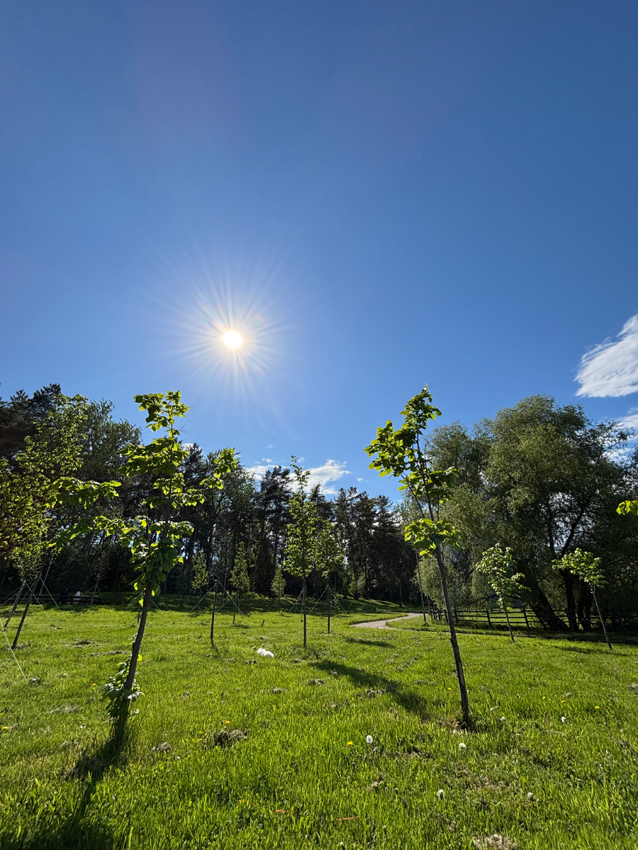 Найдите Эми) 