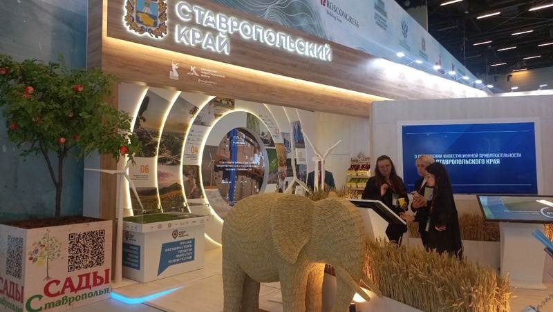      Фото: ИА «Победа26»