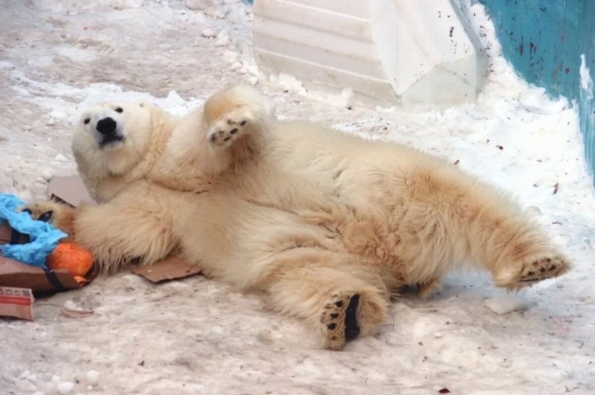    Посетители Пермского зоопарка пытались накормить белого медведя мороженым