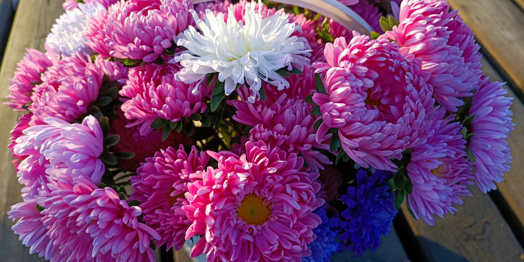 Астры не удаются? Вот 5 ошибок, из-за которых не будет пышных букетов к 1 сентября