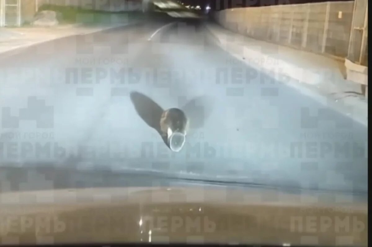    В Перми на КамГЭС заметили смелого бобра, который гулял по дороге