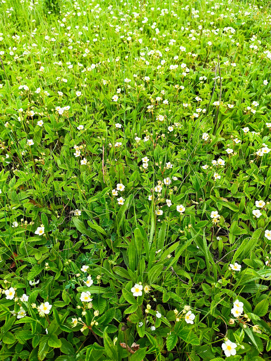 Цветëт луговая клубника, еë я, конечно, не кошу, ждëм ягодок