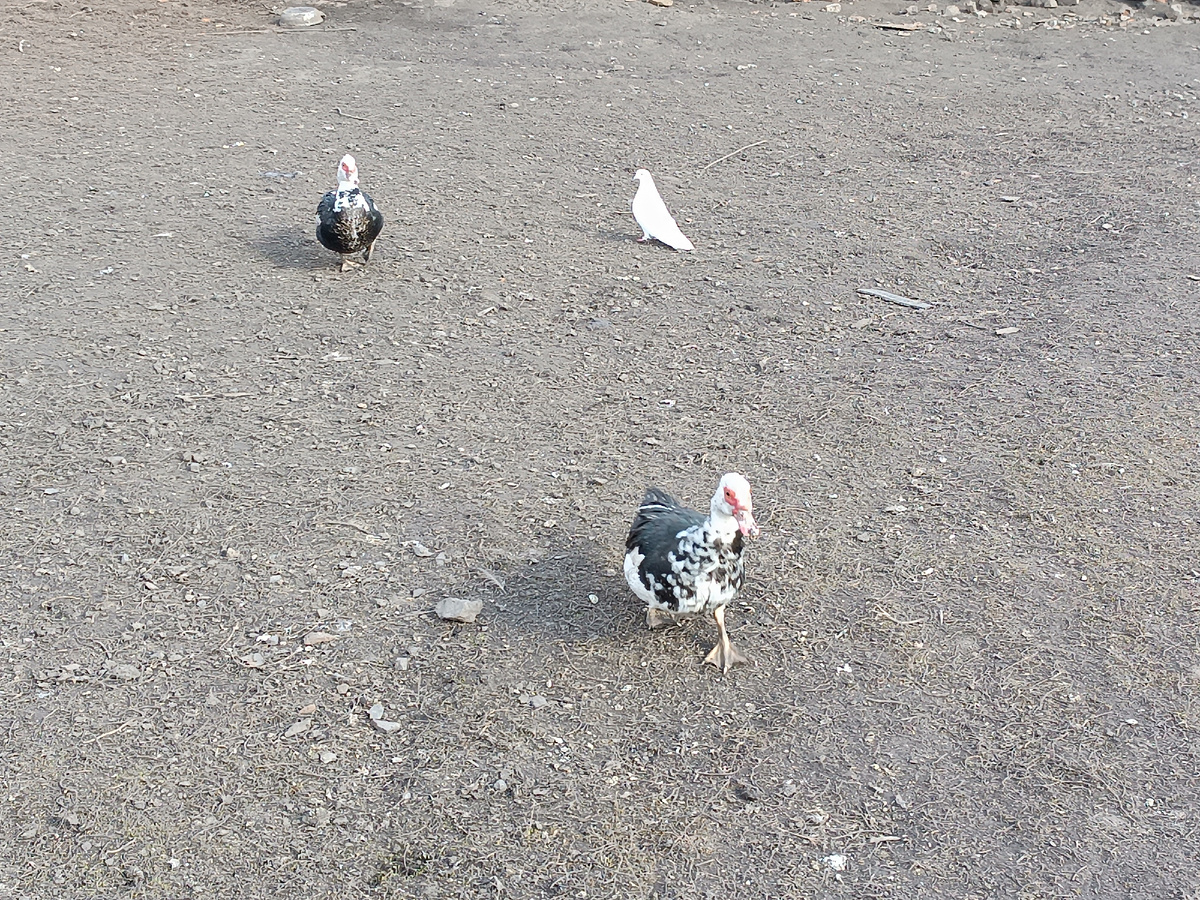 Индоутки и голубь залëтный