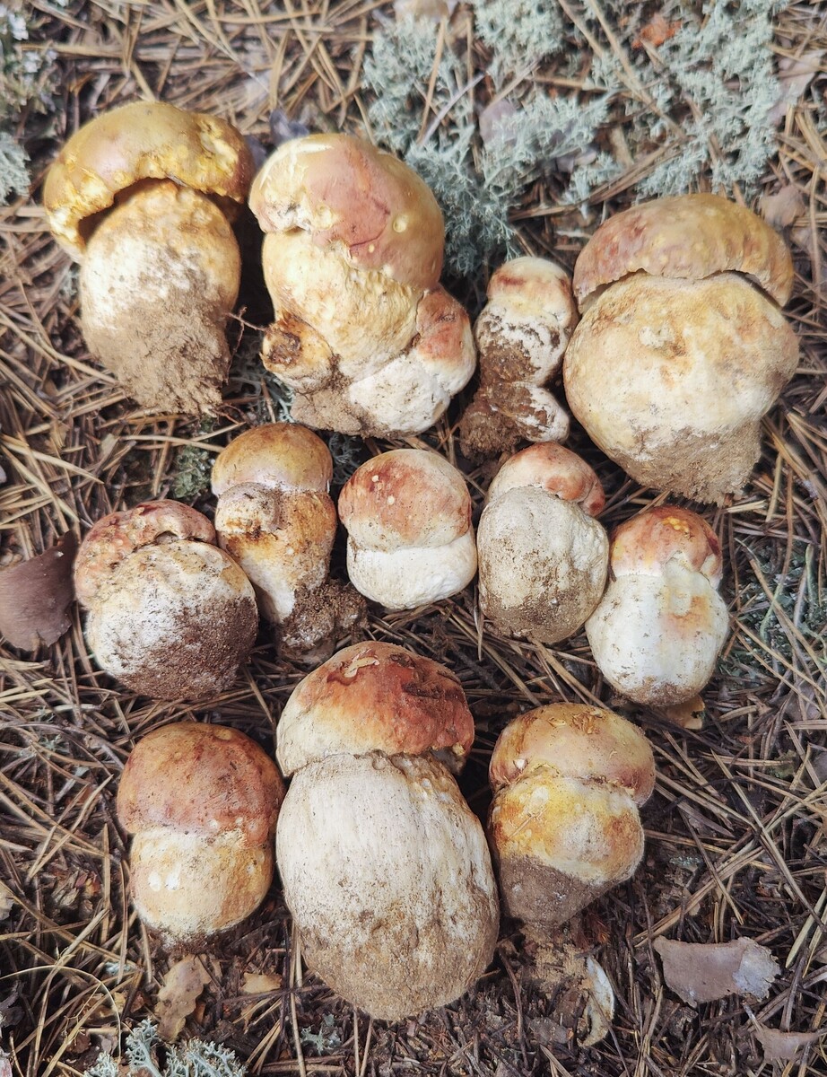 Первые боровики сезона 2025.