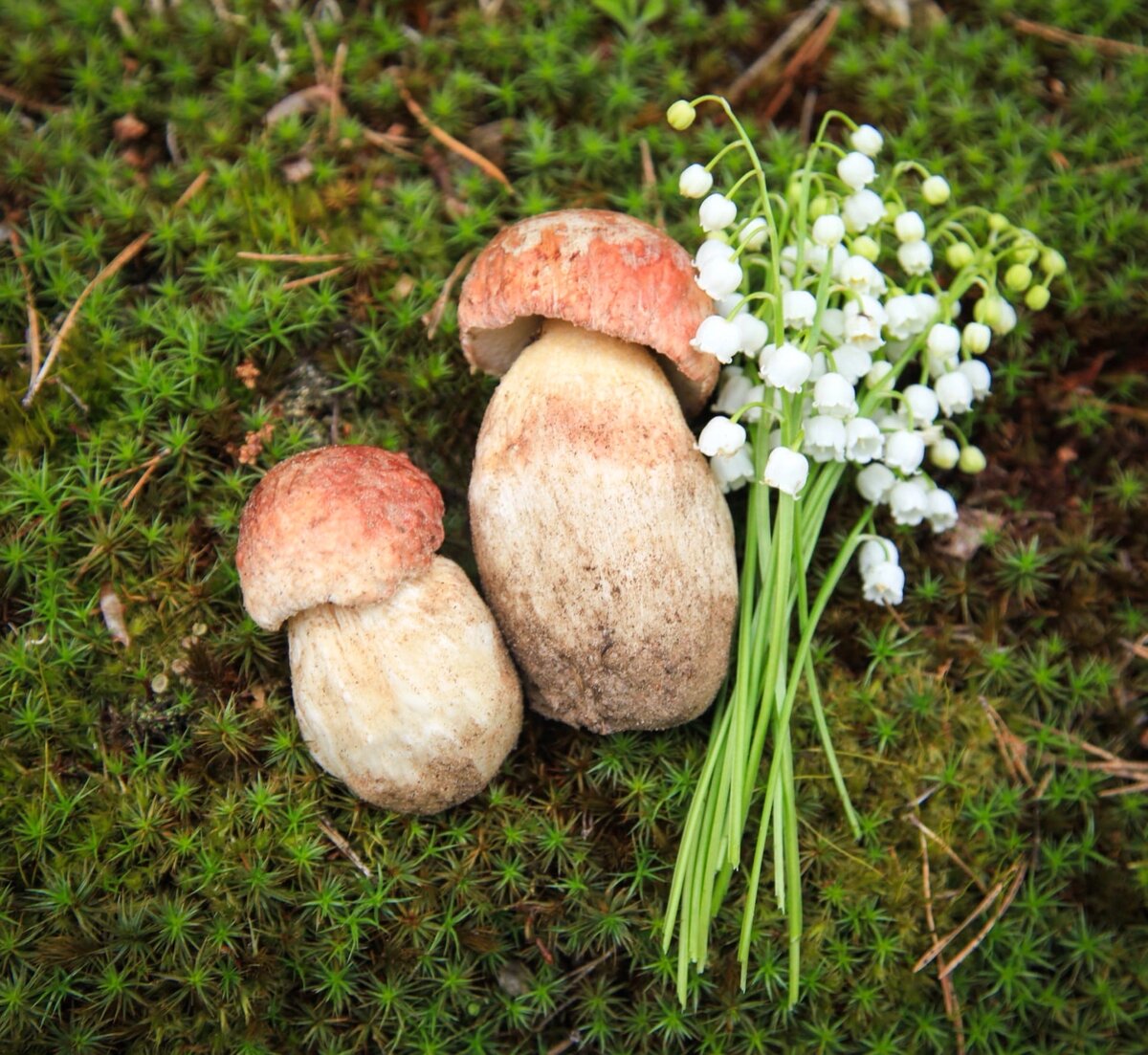 Этого майского чуда мы ждём каждый год.