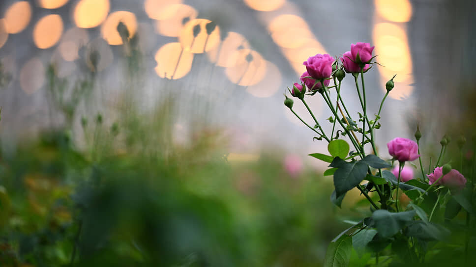 Фото: Александр Миридонов / Коммерсантъ