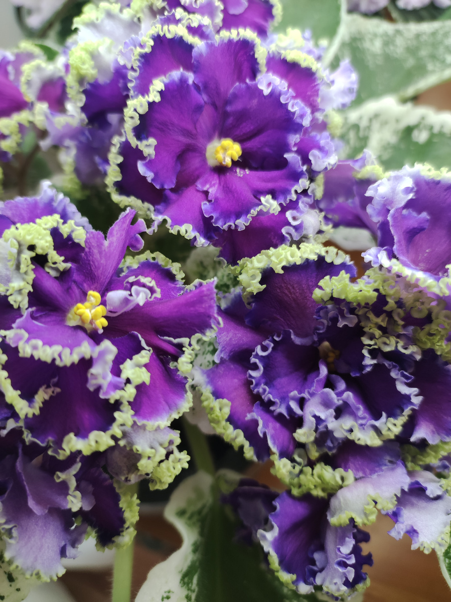 Дв - Морская пена 