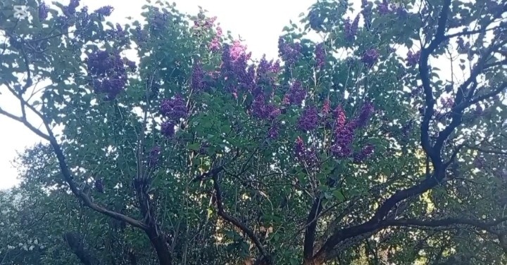 Сирень в ботаническом саду Минска 